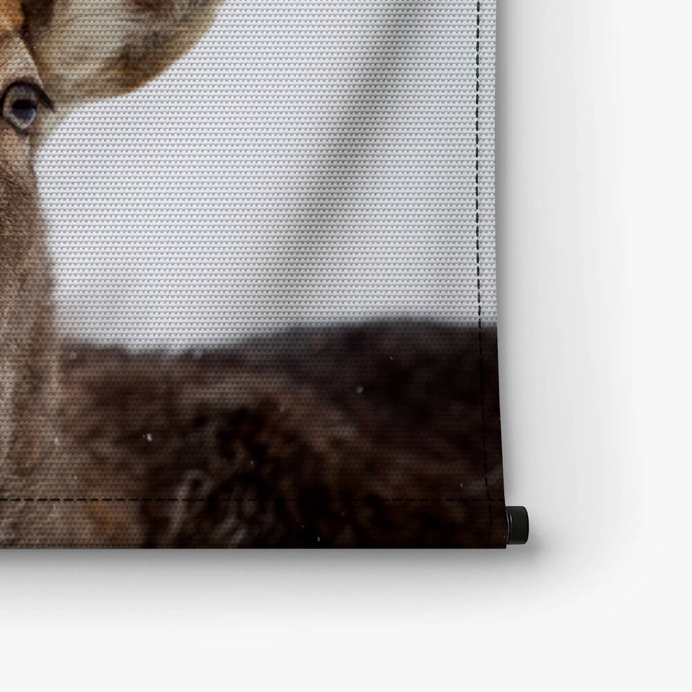 Close-up van een schitterend hert