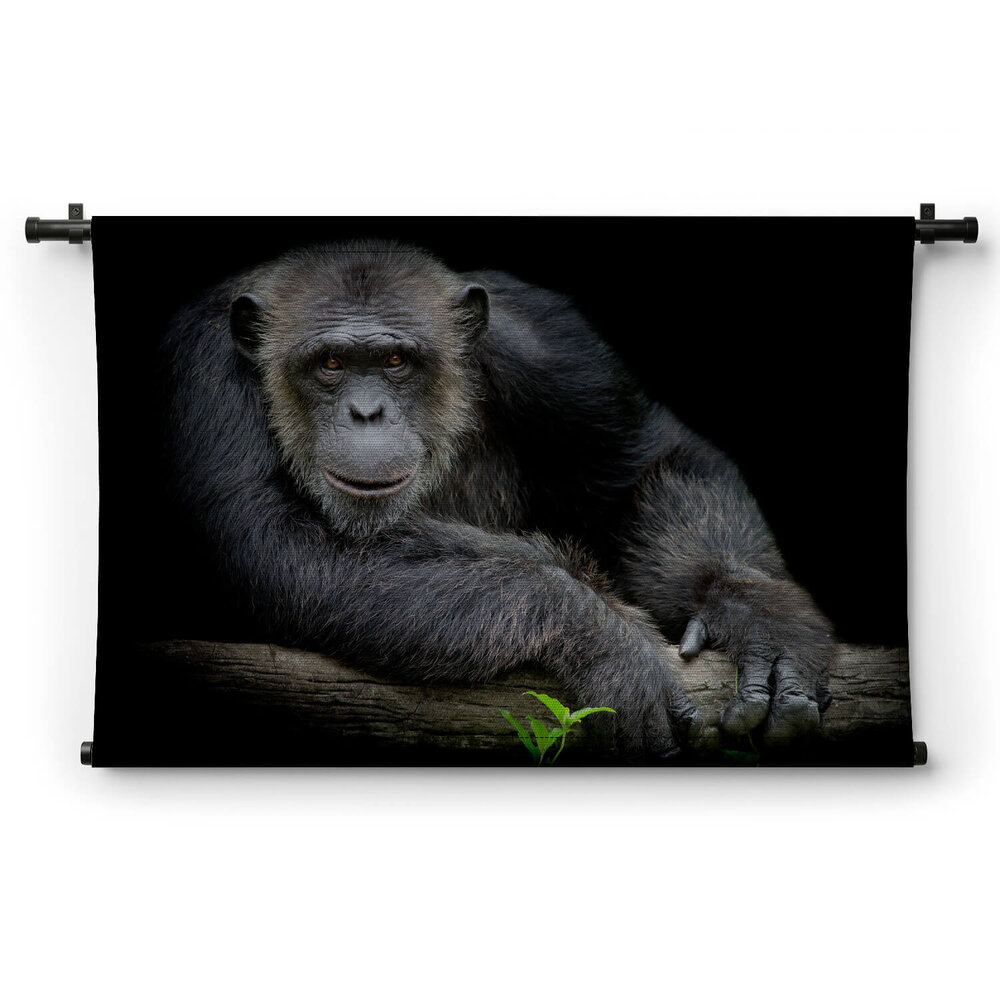 Vrolijke chimpansee leunend op zijn arm