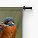 Schitterende ijsvogels in het groen