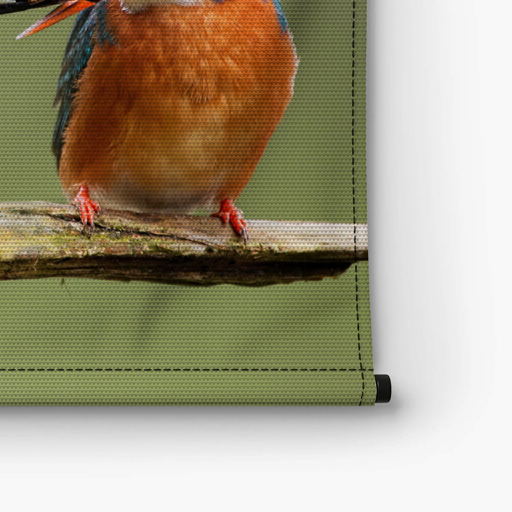 Schitterende ijsvogels in het groen