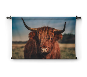 Schotse hooglander in het wild