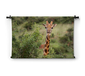 Close-up van giraffe in een national park in Zuid-Afrika
