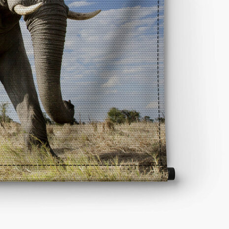 Passerende olifant groot in beeld