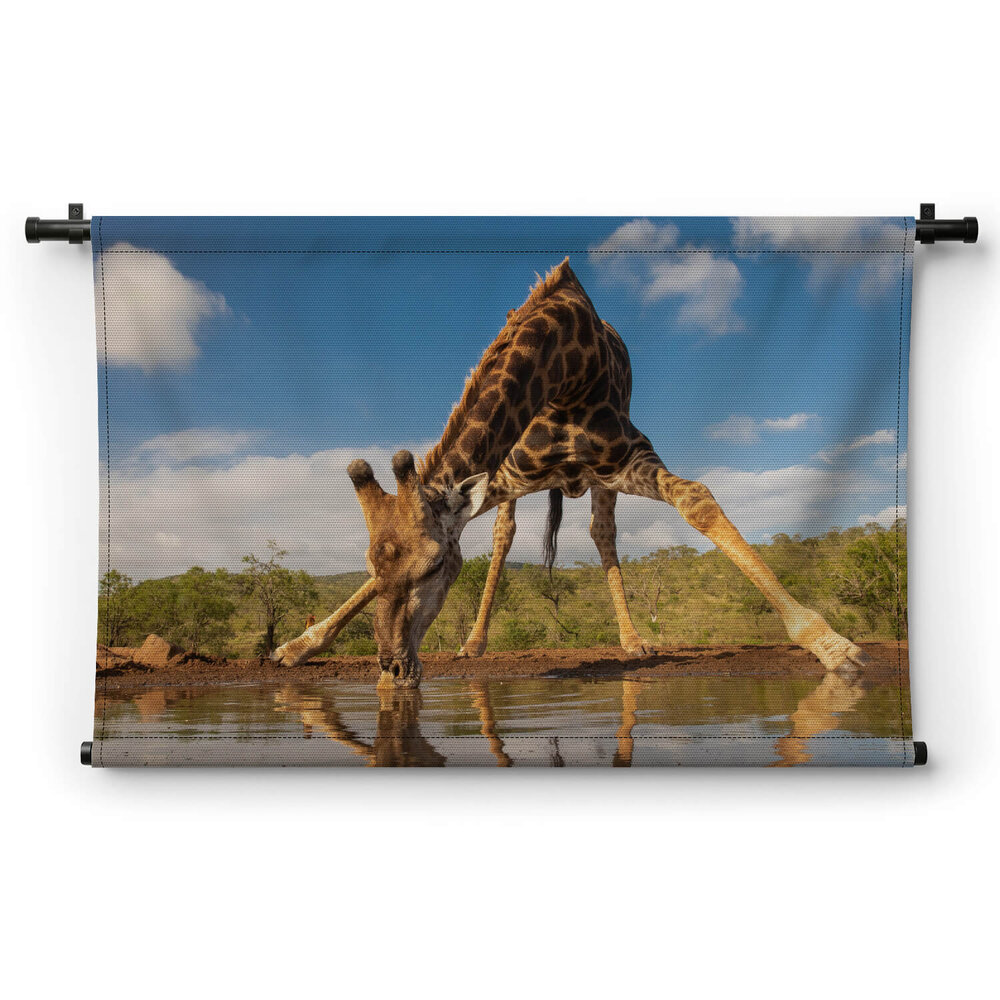 Knappe drinkpose van de giraffe