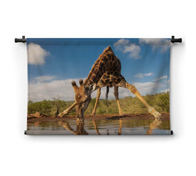 Knappe drinkpose van de giraffe