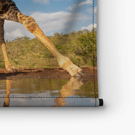 Knappe drinkpose van de giraffe