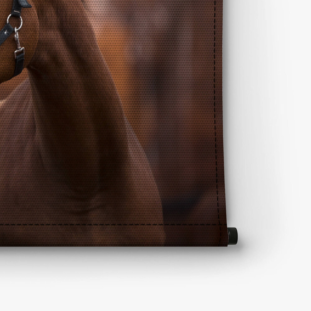 Portret van mooie merrie paard in de avond