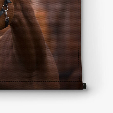Portret van mooie merrie paard in de avond