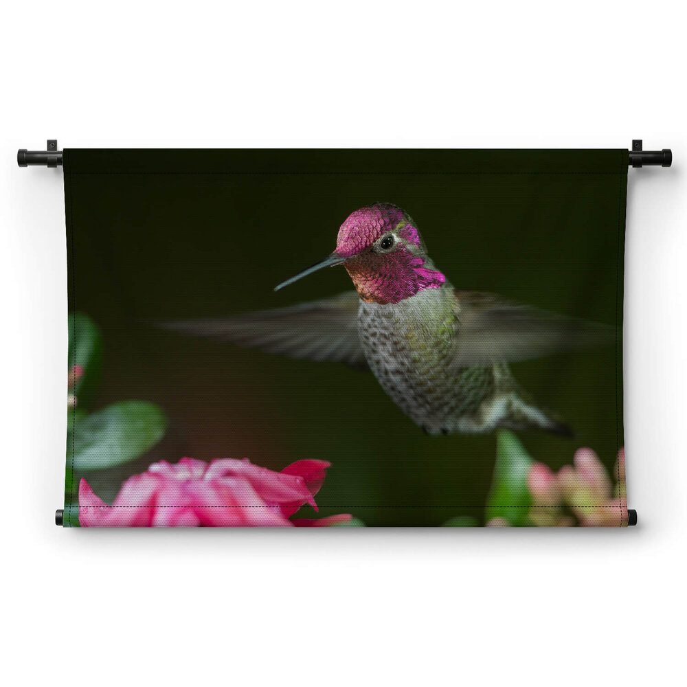 Kolibrie zwevend bij roze bloemen