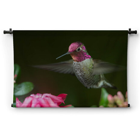 Kolibrie zwevend bij roze bloemen