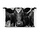 Close-up foto van Hollandse koe in zwart-wit