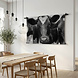 Close-up foto van Hollandse koe in zwart-wit