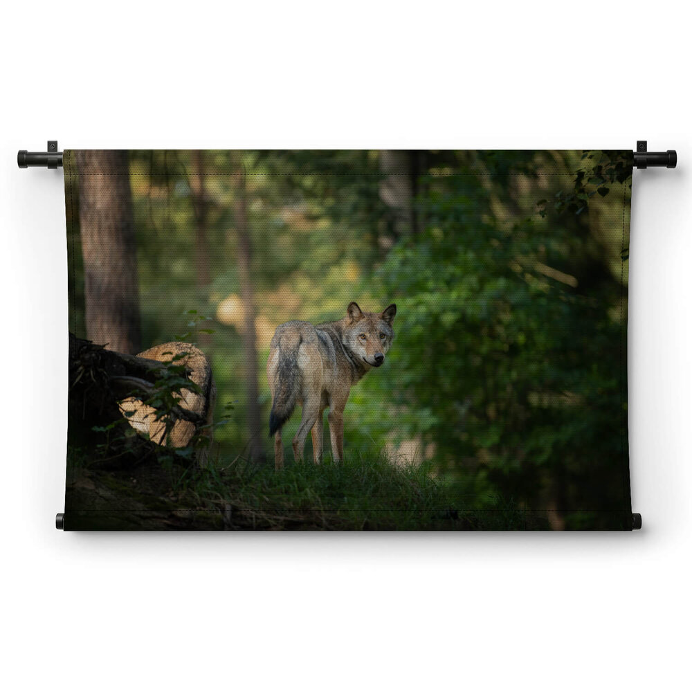 Wolf blikt achterom