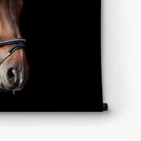 Bruin paardenportret op zwarte achtergrond