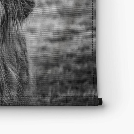 Zwart-wit beeld van Schotse hooglander