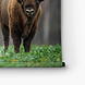 Drie bizons in het bos