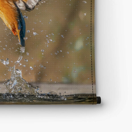 Spectaculaire ijsvogel in de vlucht
