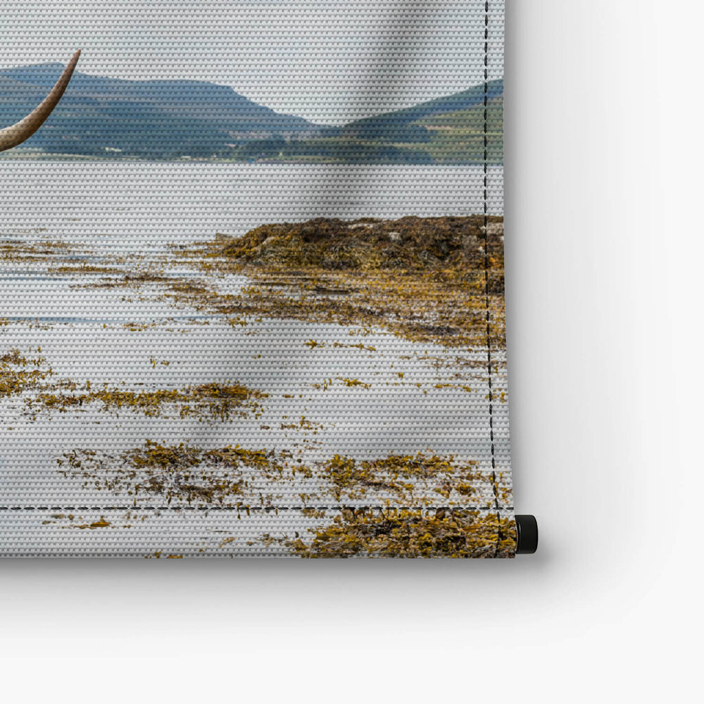 Schotse hooglander aan het afkoelen