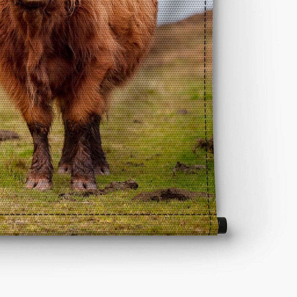 Krachtige Schotse hooglandkoe op het eiland Skye
