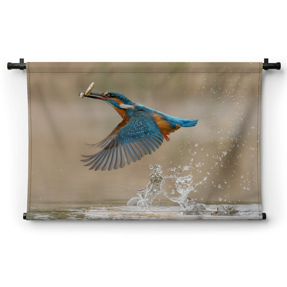Europese ijsvogel in vlucht