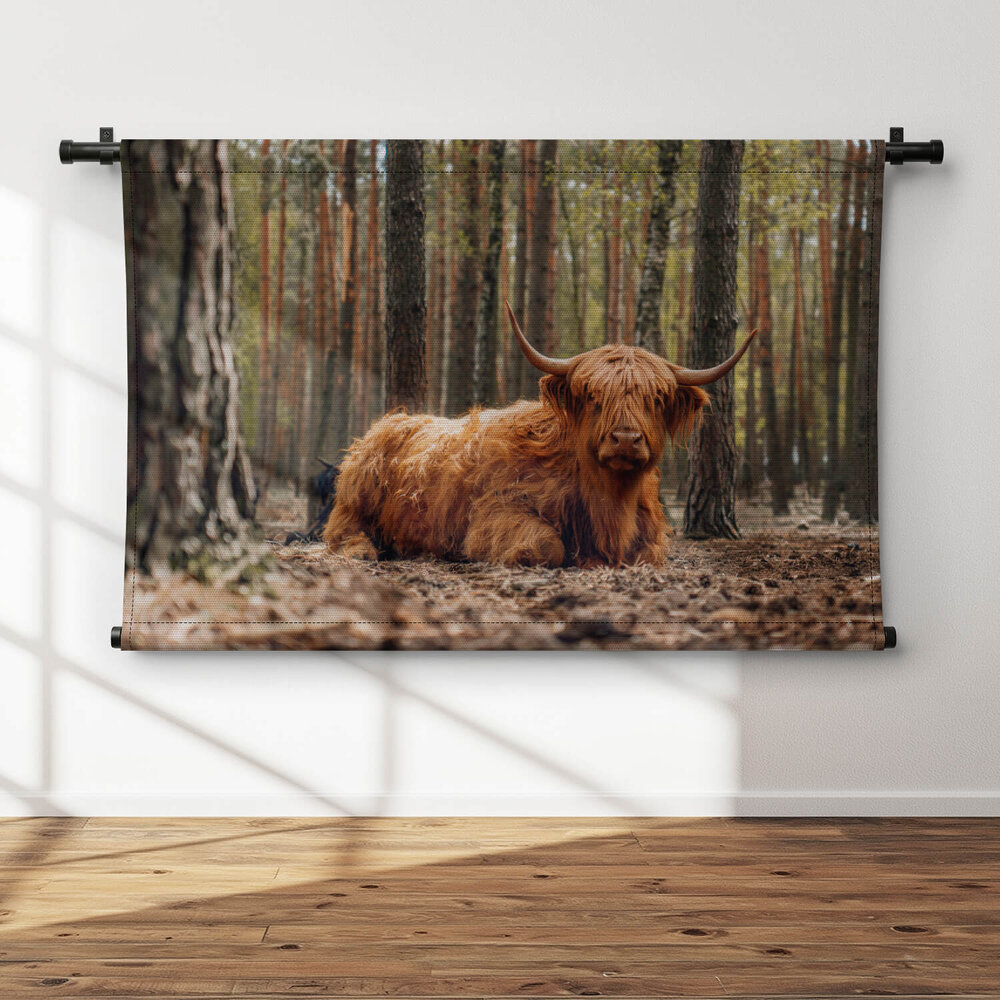 Schotse hooglander liggend in het bos