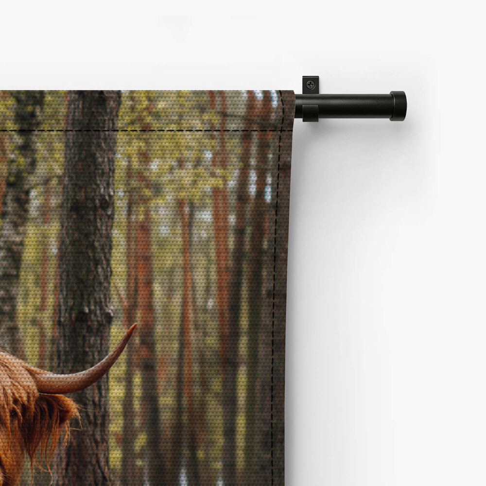 Schotse hooglander liggend in het bos