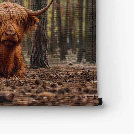 Schotse hooglander liggend in het bos