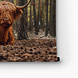 Schotse hooglander liggend in het bos