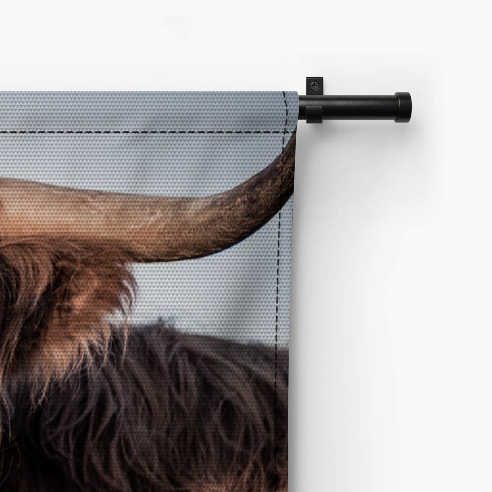 Close-up van Schotse hooglander
