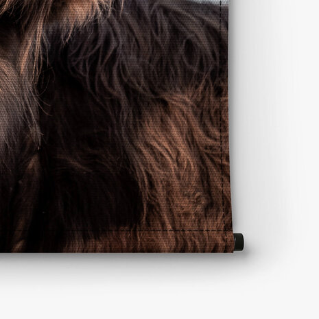 Close-up van Schotse hooglander