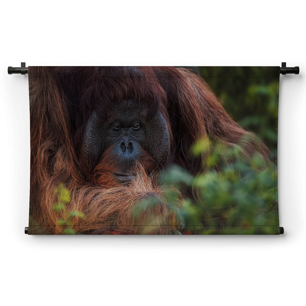 Orang-oetan verscholen achter bladeren