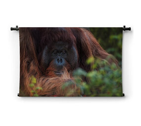 Orang-oetan verscholen achter bladeren
