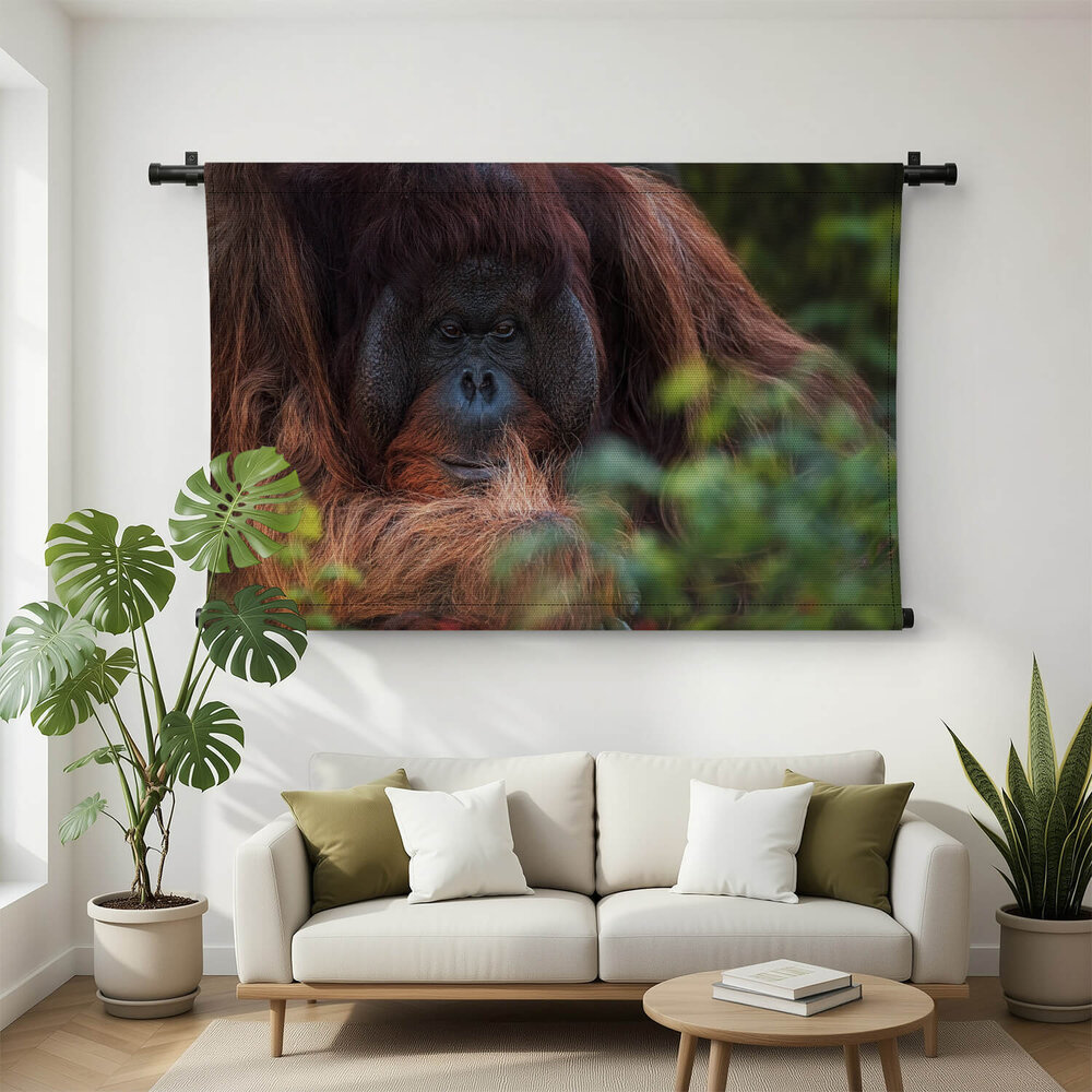 Orang-oetan verscholen achter bladeren