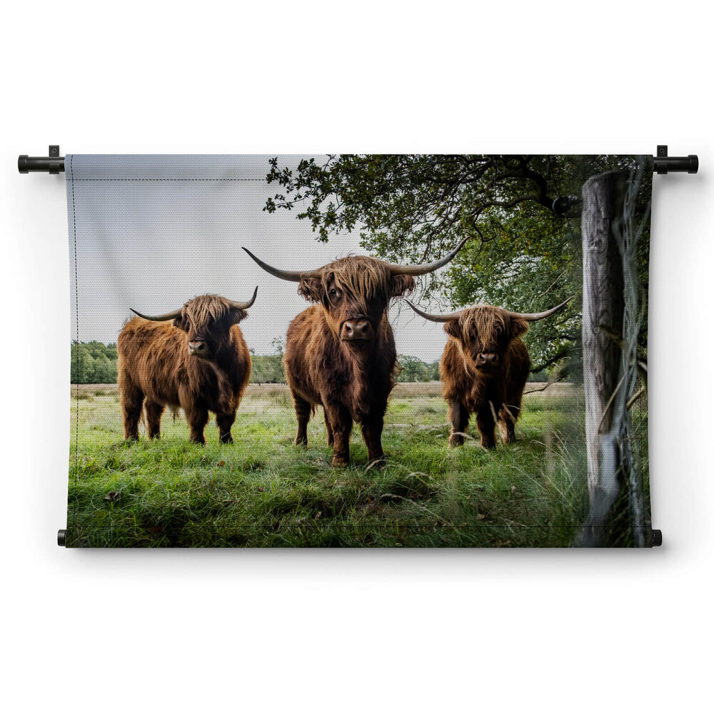 Drie Schotse hooglanders in de wei