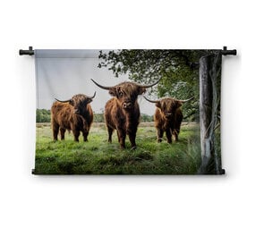 Drie Schotse hooglanders in de wei