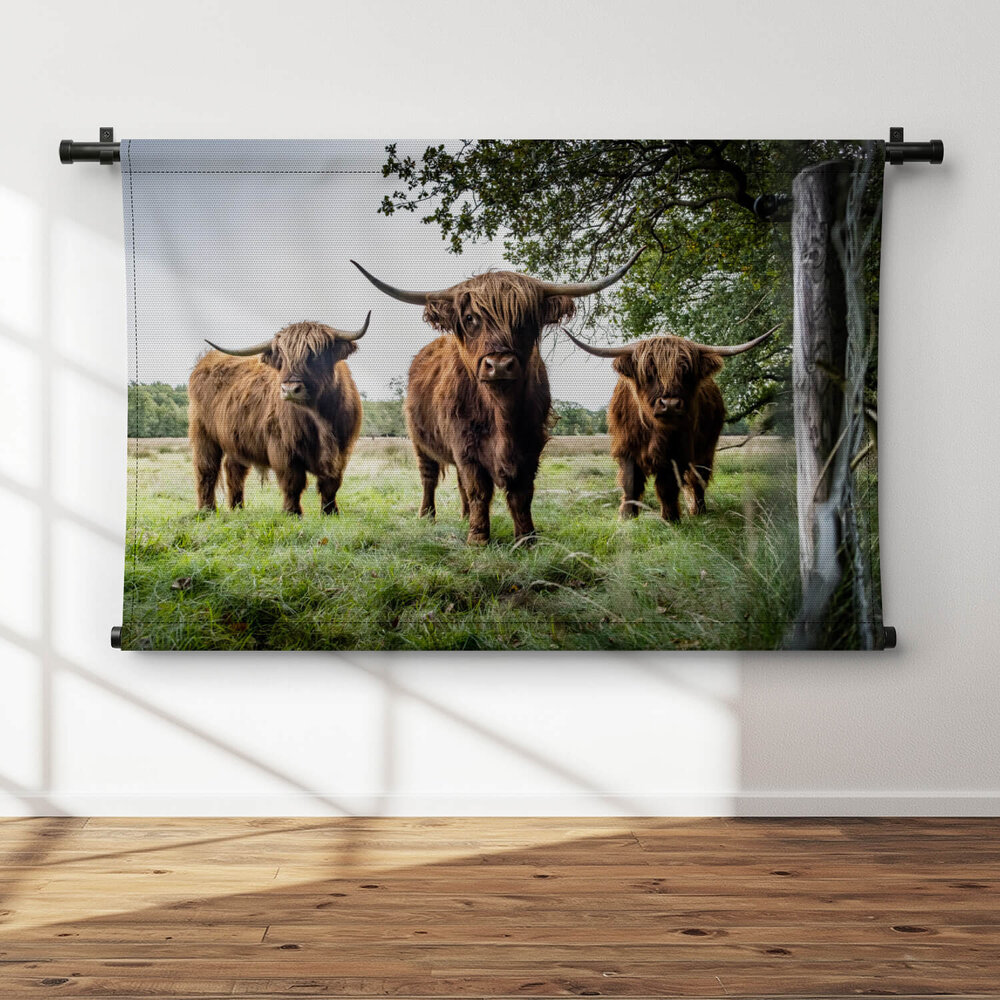 Drie Schotse hooglanders in de wei