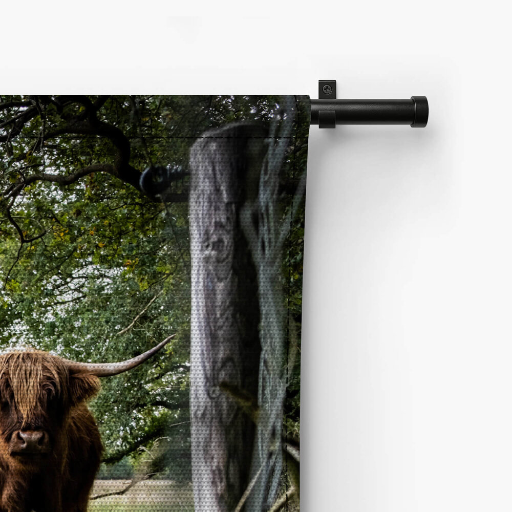Drie Schotse hooglanders in de wei