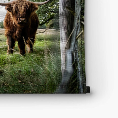 Drie Schotse hooglanders in de wei