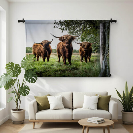 Drie Schotse hooglanders in de wei