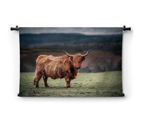 Schotse hooglander grazend op het platteland van Zuid-Wales