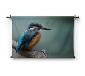 Rustgevende ijsvogel op een boomtak