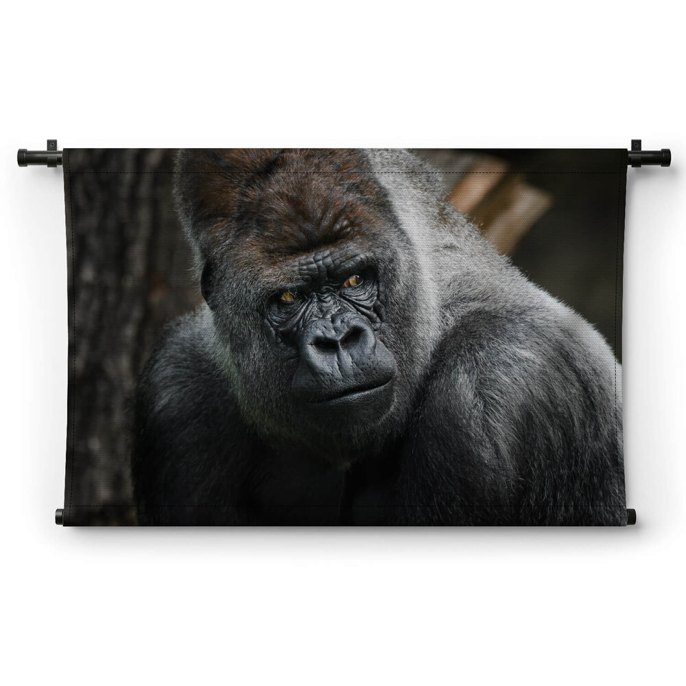Volwassen zilverrug gorilla dreigende blik