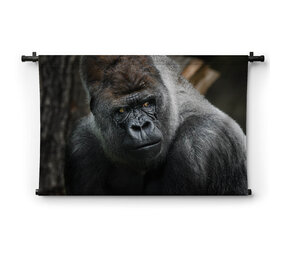 Volwassen zilverrug gorilla dreigende blik