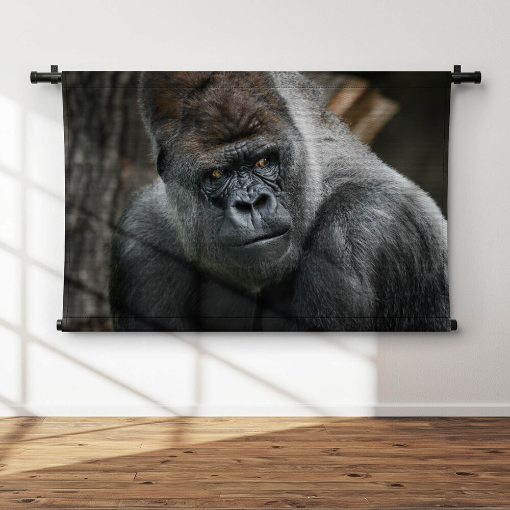 Volwassen zilverrug gorilla dreigende blik