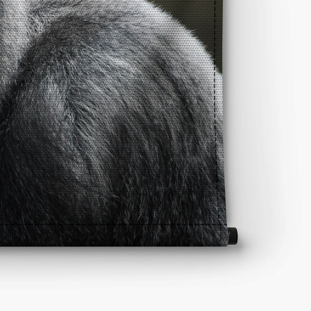 Volwassen zilverrug gorilla dreigende blik