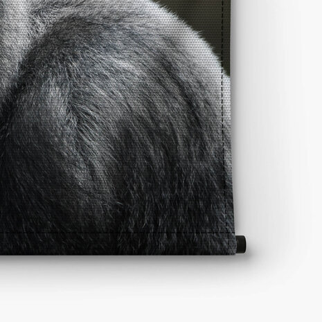 Volwassen zilverrug gorilla dreigende blik