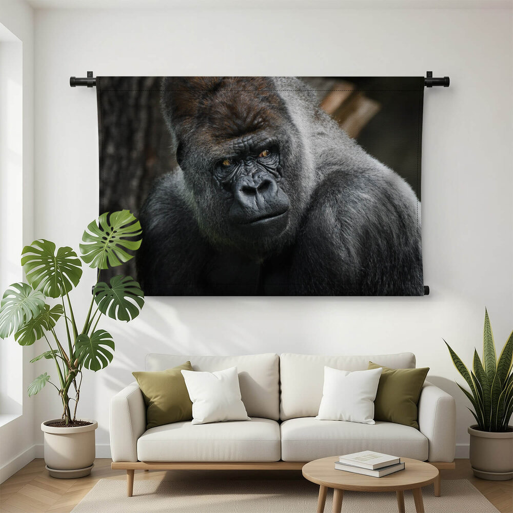 Volwassen zilverrug gorilla dreigende blik