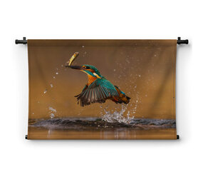 Snelheidswonder ijsvogel met visvangst