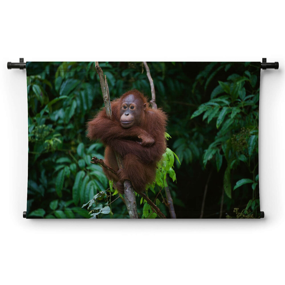 Orang-oetan op de uitkijk