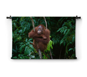 Orang-oetan op de uitkijk